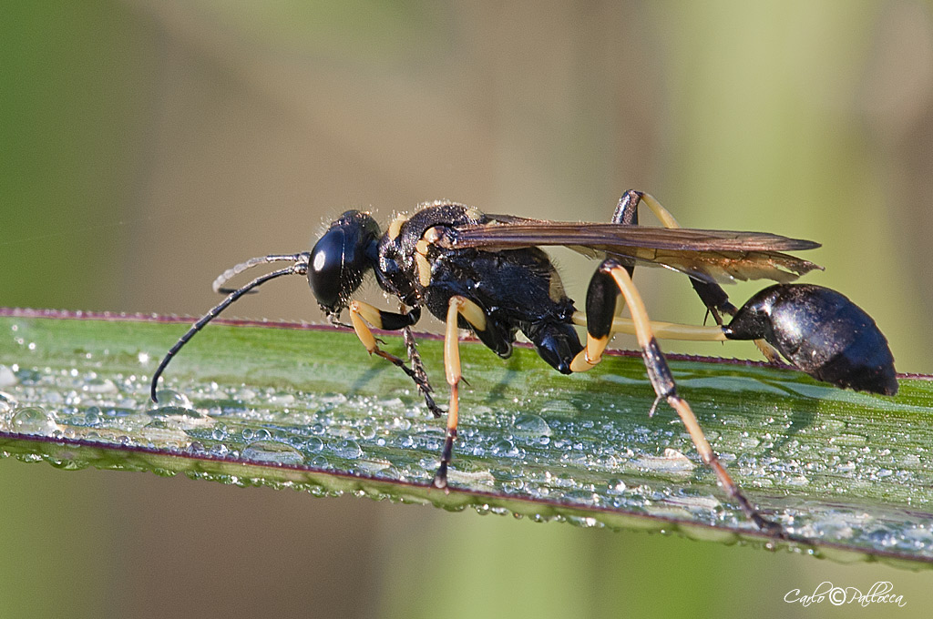 Sceliphron caementarium